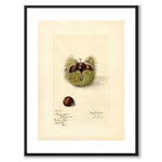 Chestnut as a poster from Historly – with white border without title