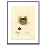 Chestnut as a poster from Historly – with white border without title
