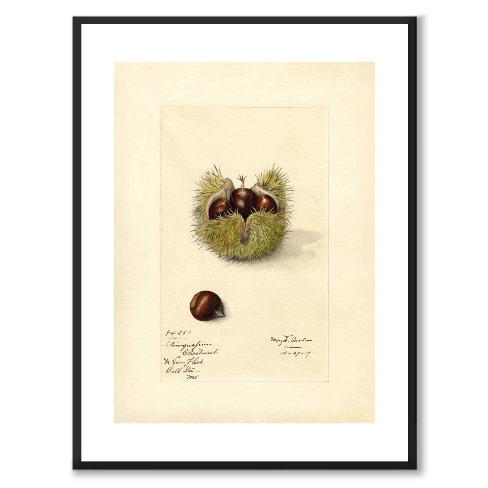 Chestnut as a poster from Historly – with white border without title