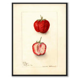 Strawberry as a poster from Historly – full image without white border