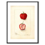 Strawberry as a poster from Historly – with white border without title