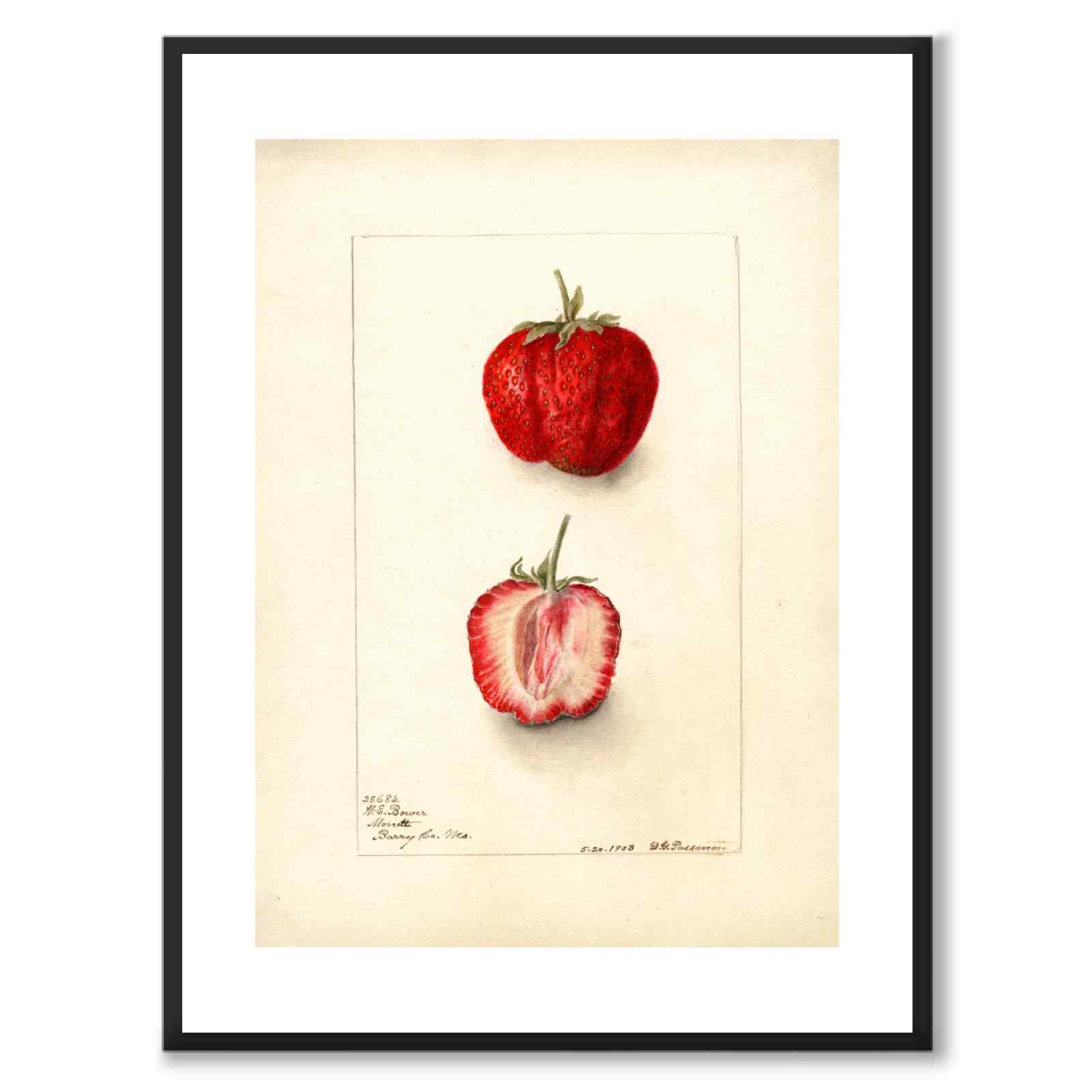 Strawberry as a poster from Historly – with white border without title