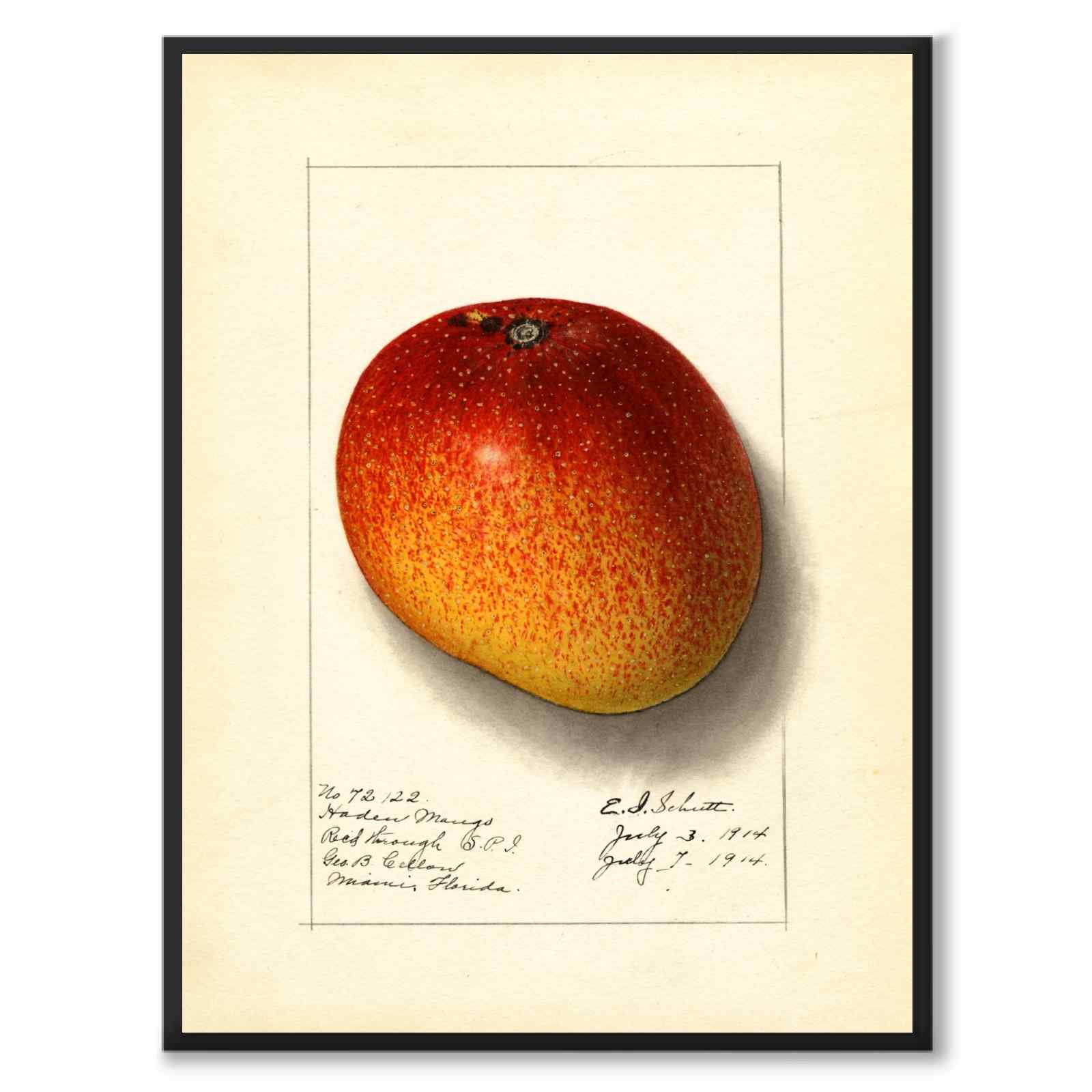 Mango som poster från Historly – helbild utan vit kant