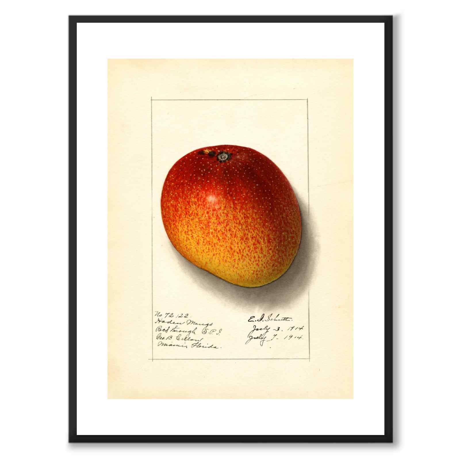 Mango som poster från Historly – med vit kant utan titel