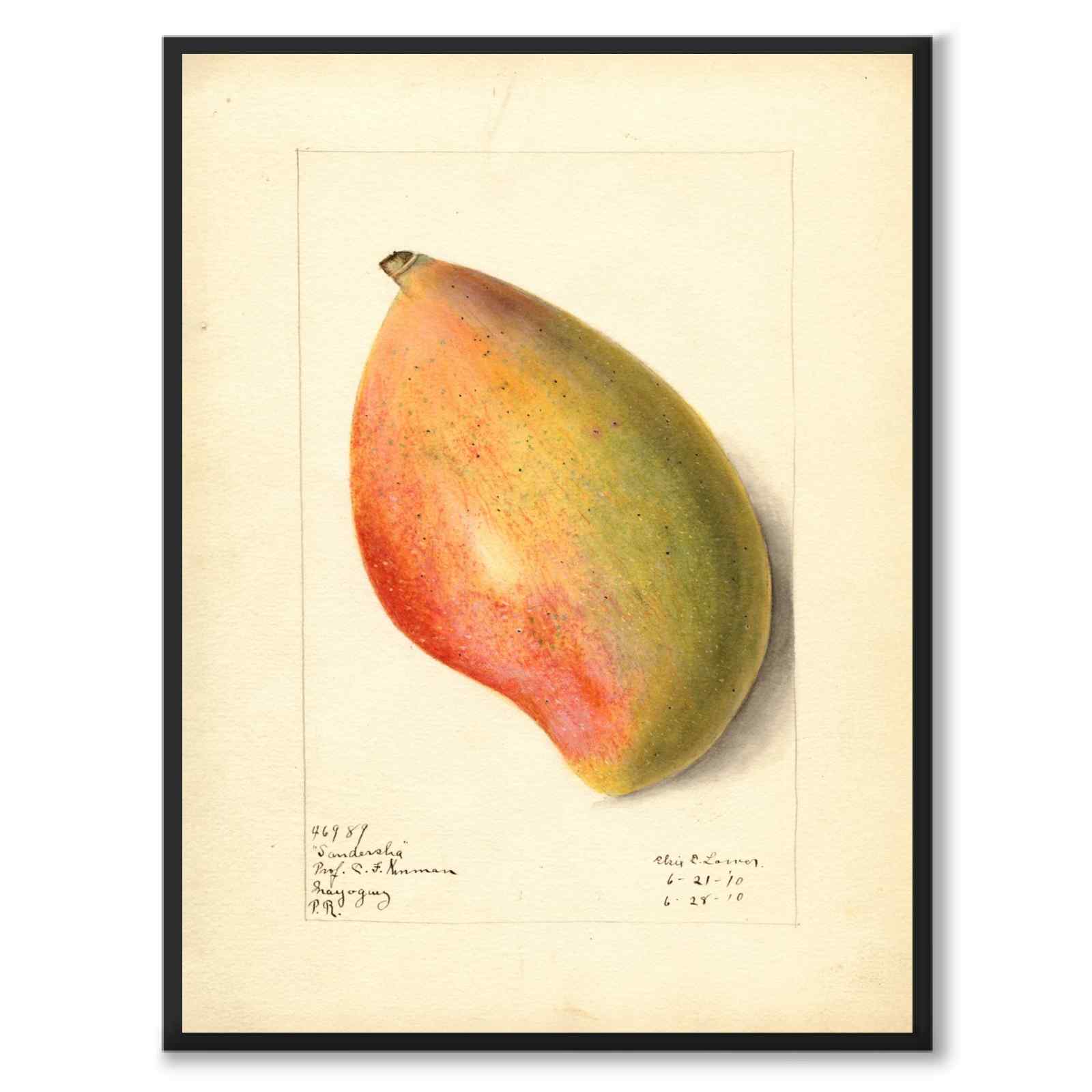 Mango som poster från Historly – helbild utan vit kant