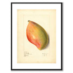 Mango som poster från Historly – med vit kant utan titel