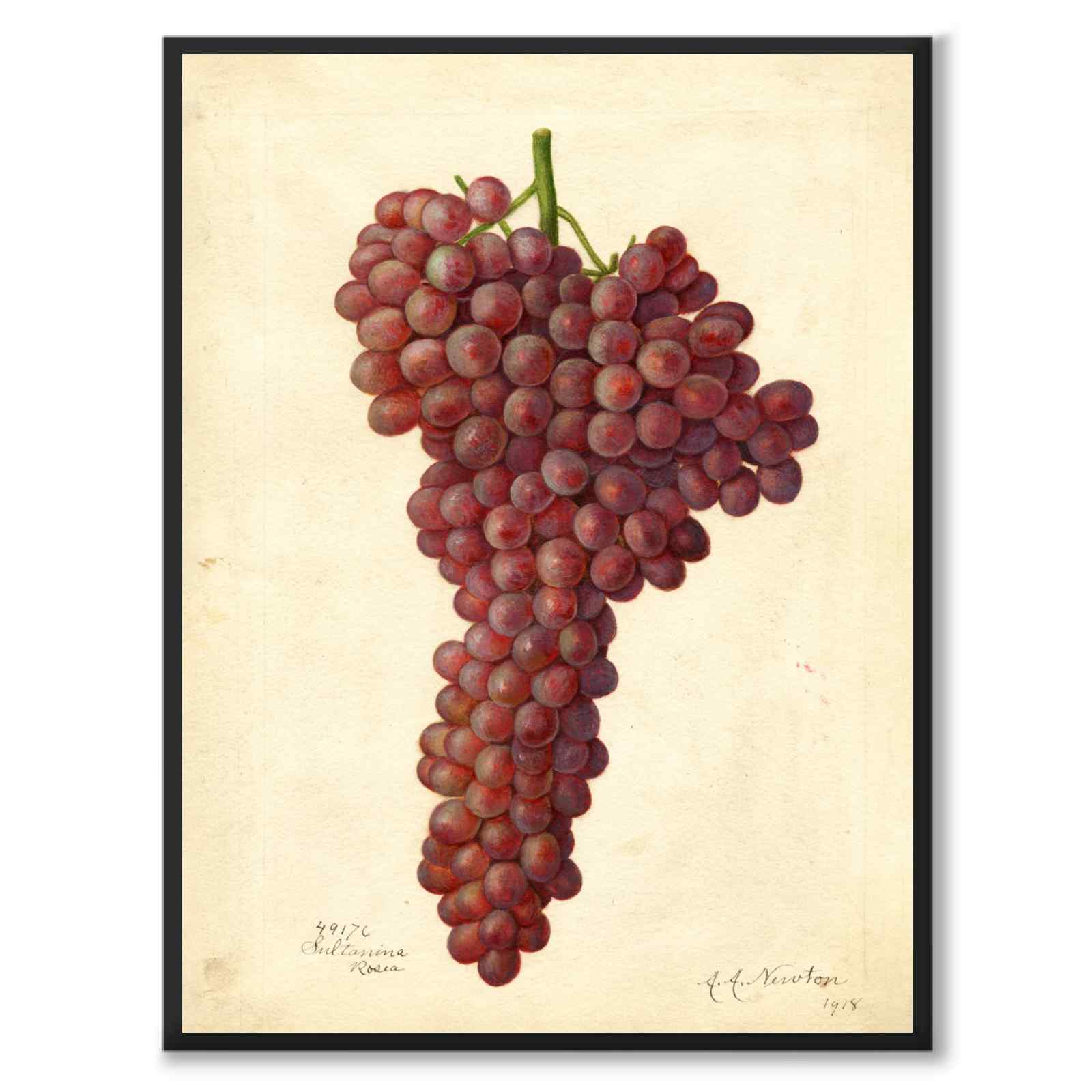 Grapes as a vintage illustration and poster from Historly – full image without white border