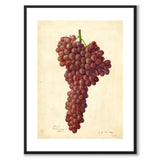 Grapes as a vintage illustration and poster from Historly – with white border without title