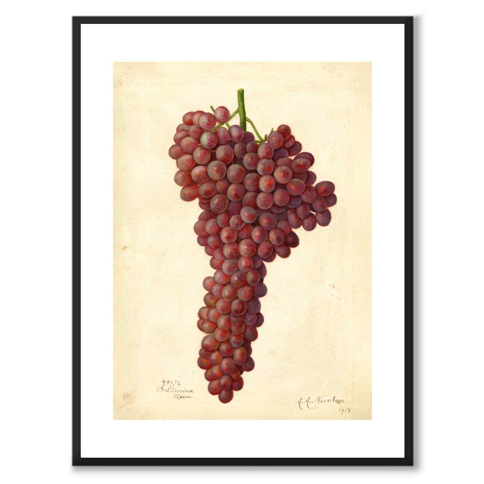 Grapes as a vintage illustration and poster from Historly – with white border without title