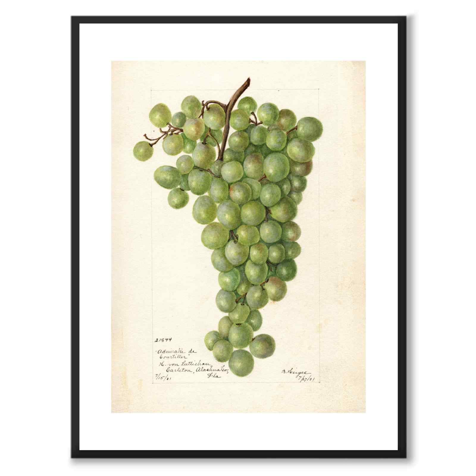 Vindruvor som vintageillustration och poster från Historly – med vit kant utan titel