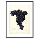 Vindruvor som vintageillustration och poster från Historly – med vit kant utan titel