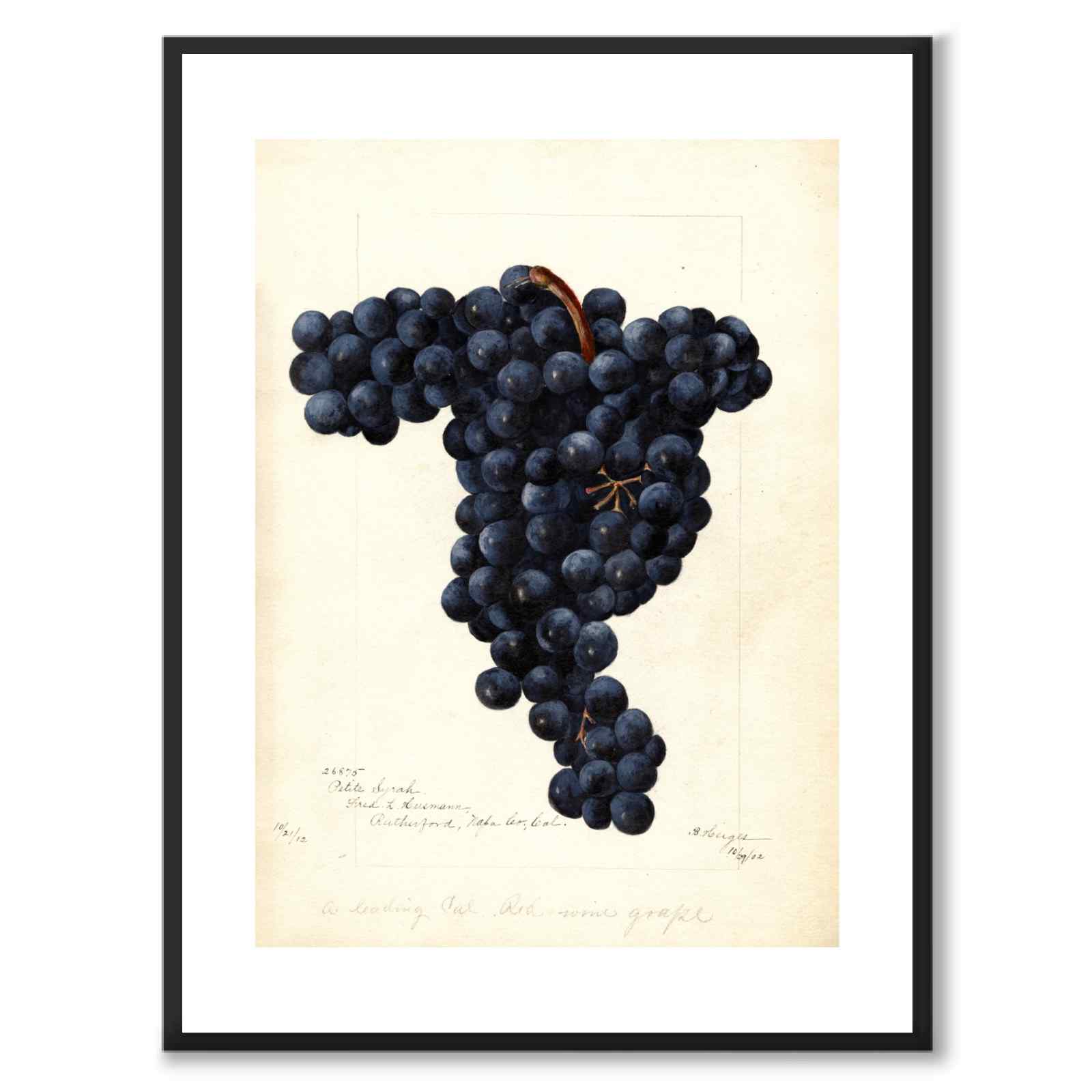 Vindruvor som vintageillustration och poster från Historly – med vit kant utan titel