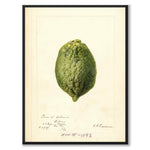 Lemon as a vintage illustration and poster from Historly – full image without white border