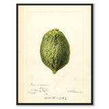 Lemon as a vintage illustration and poster from Historly – full image without white border