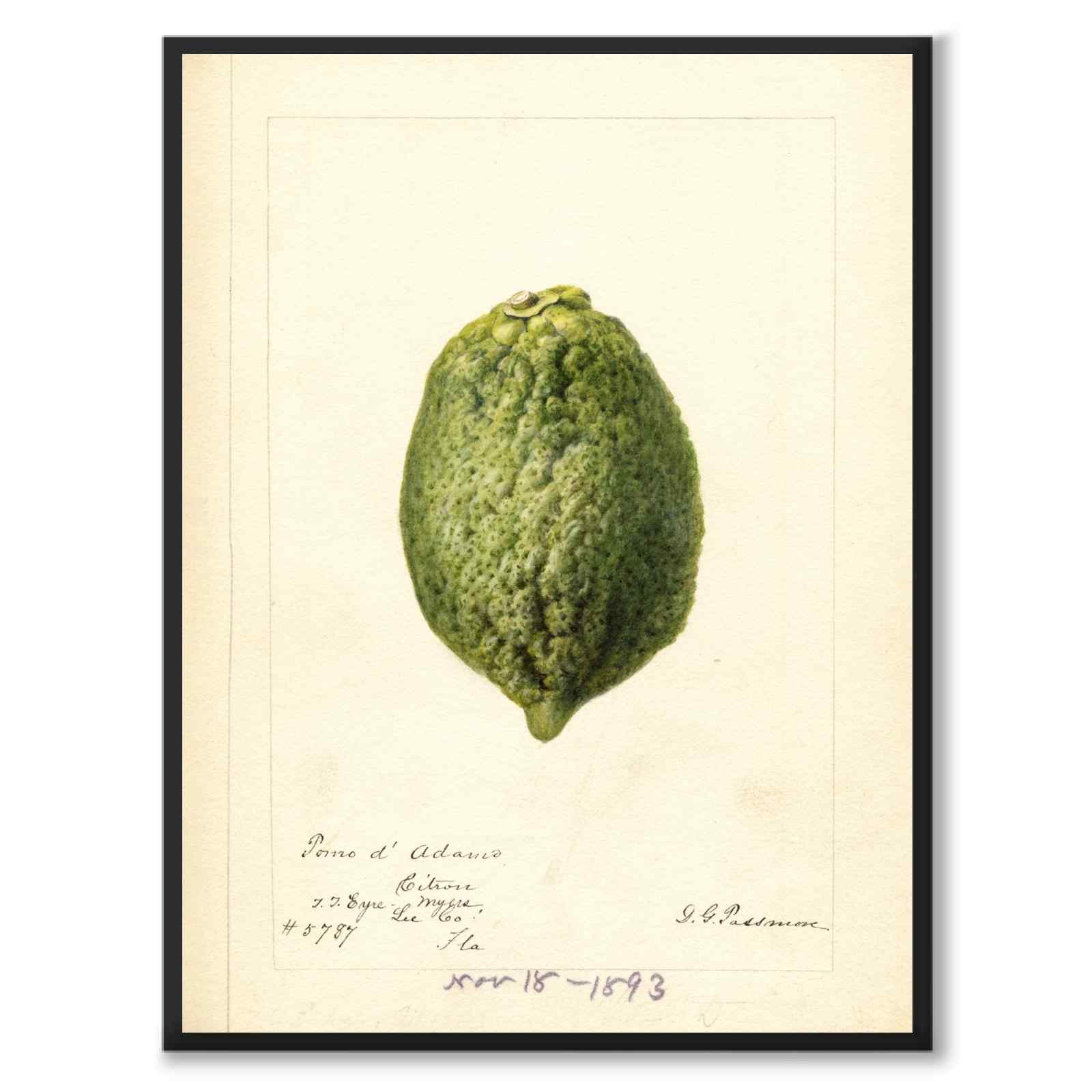 Lemon as a vintage illustration and poster from Historly – full image without white border