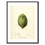 Lemon as a vintage illustration and poster from Historly – with white border without title