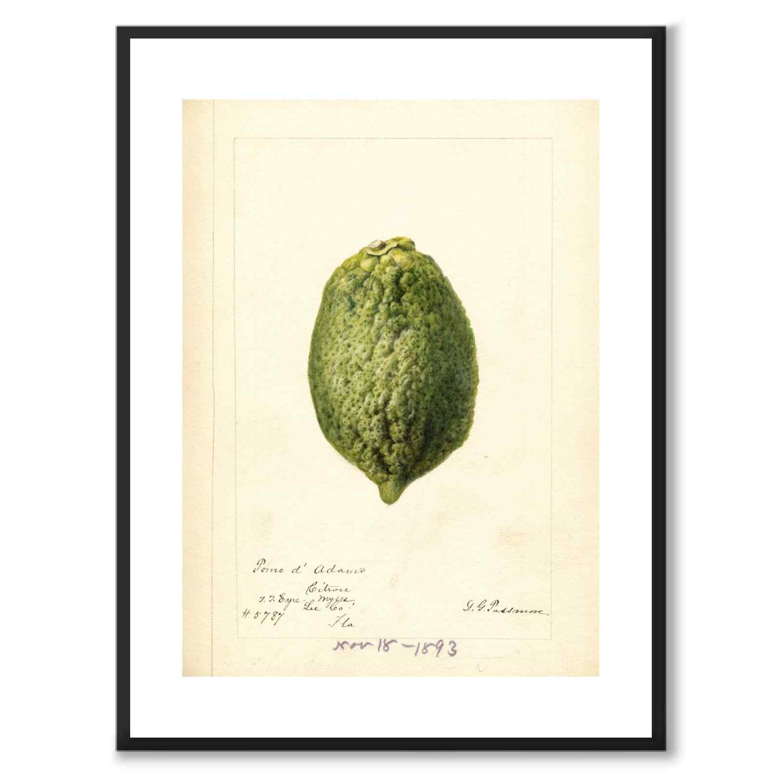 Lemon as a vintage illustration and poster from Historly – with white border without title