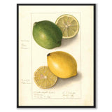 Citron som vintageillustration och poster från Historly – helbild utan vit kant