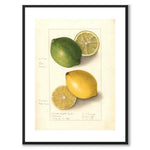 Citron som vintageillustration och poster från Historly – med vit kant utan titel