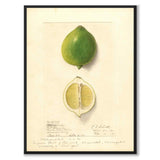 Lime som vintageillustration och poster från Historly – helbild utan vit kant