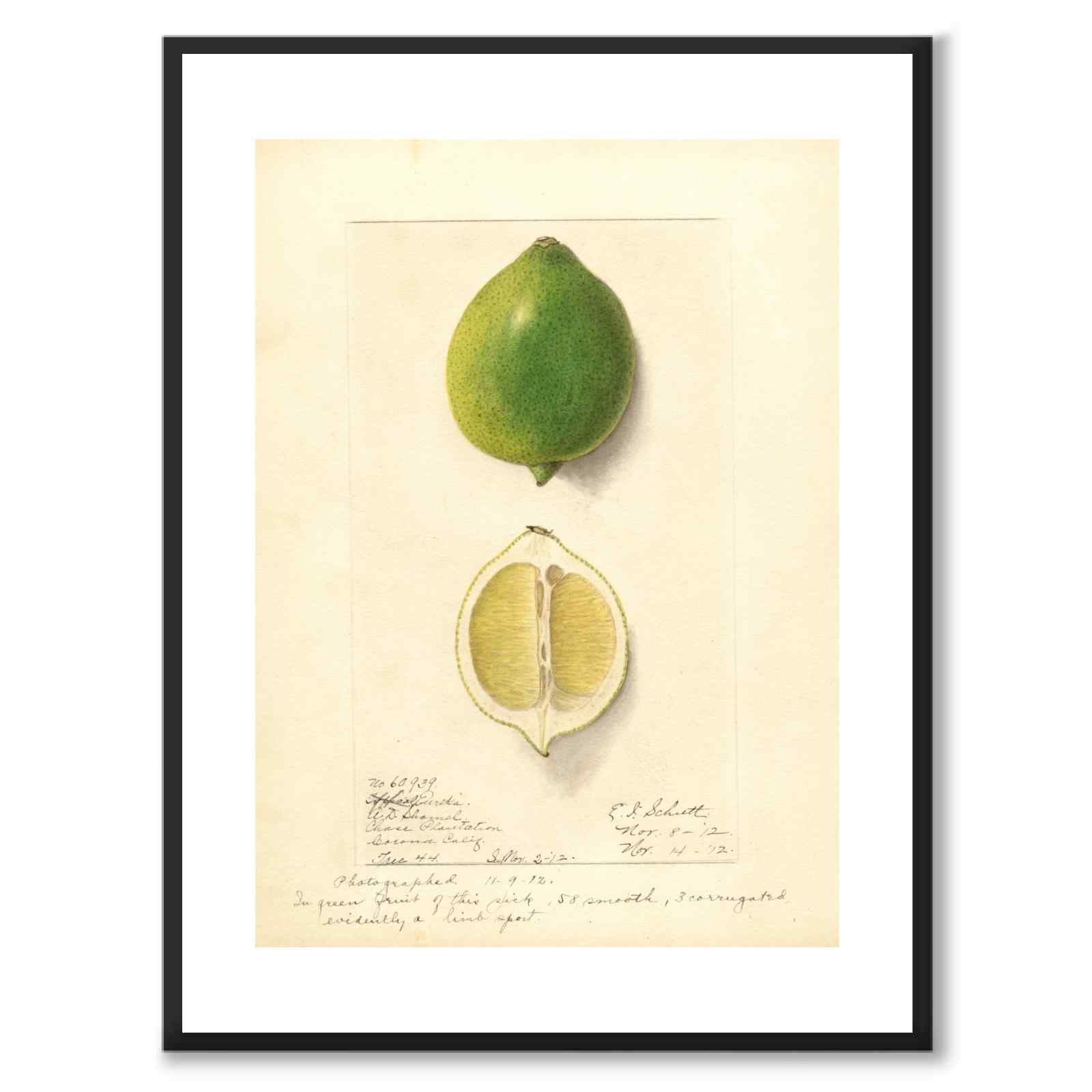 Lime som vintageillustration och poster från Historly – med vit kant utan titel