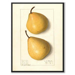 Pear as a vintage illustration and poster from Historly – full image without white border