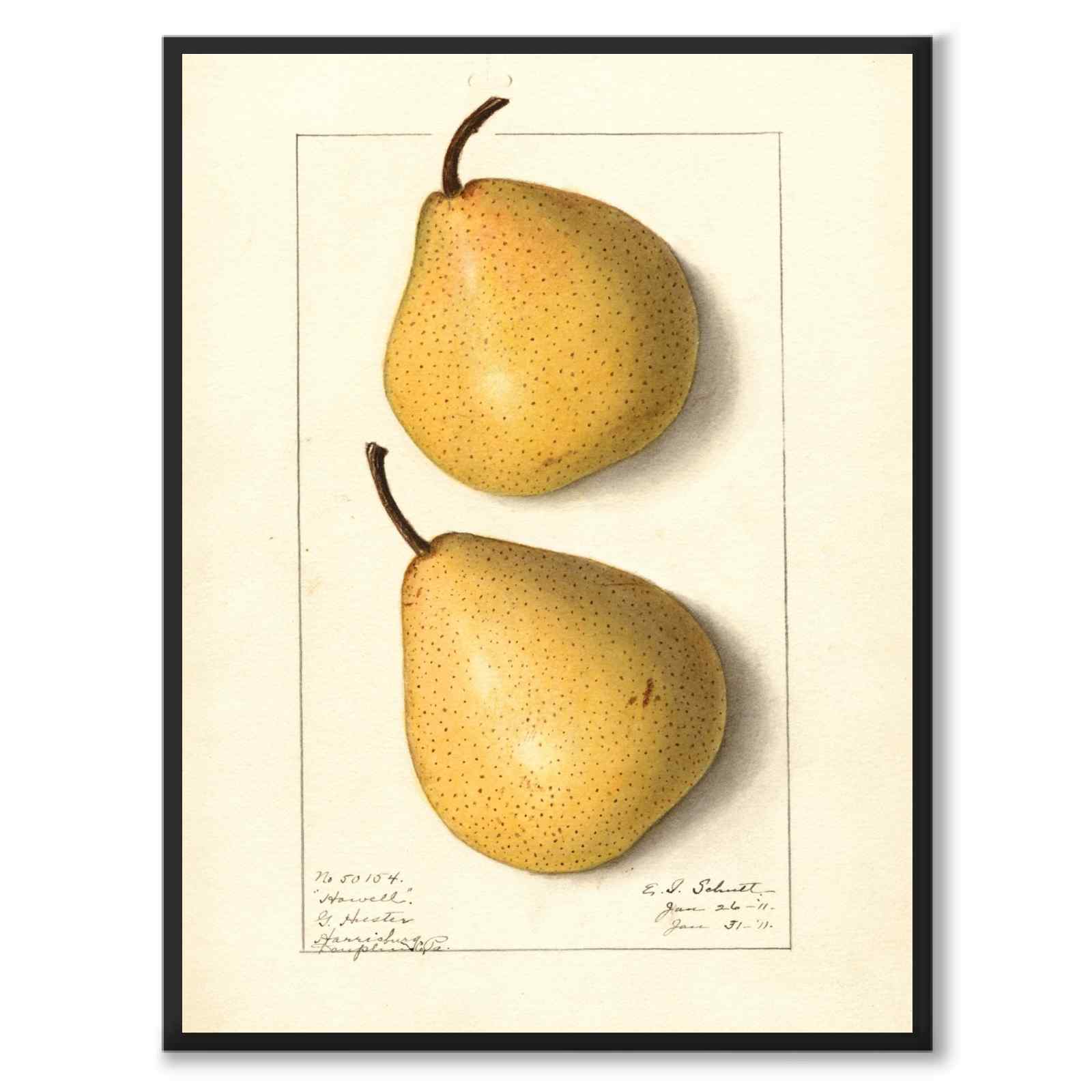 Pear as a vintage illustration and poster from Historly – full image without white border