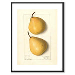 Pear as a vintage illustration and poster from Historly – with white border without title
