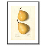 Pear as a vintage illustration and poster from Historly – with white border without title