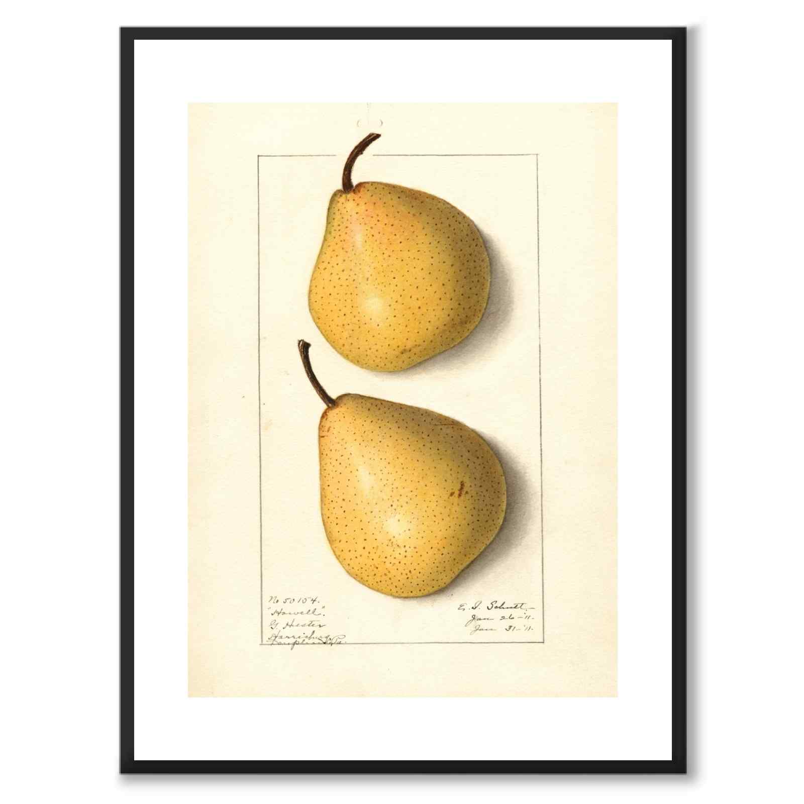 Pear as a vintage illustration and poster from Historly – with white border without title