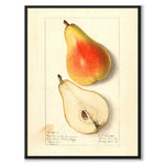 Pear as a vintage illustration and poster from Historly – full image without white border