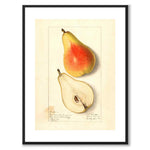 Pear as a vintage illustration and poster from Historly – with white border without title