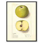 Äpple som vintageillustration och poster från Historly – helbild utan vit kant