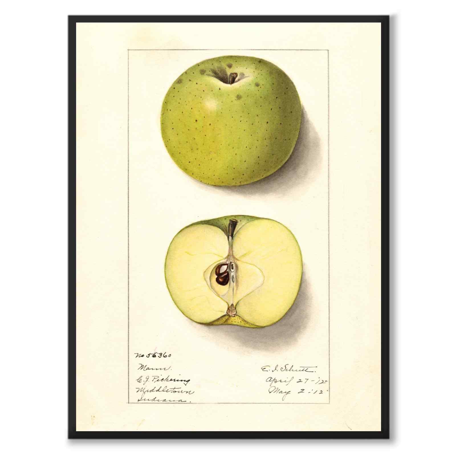 Äpple som vintageillustration och poster från Historly – helbild utan vit kant
