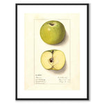 Äpple som vintageillustration och poster från Historly – med vit kant utan titel