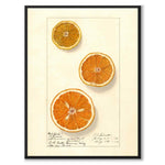 Orange as a vintage illustration and poster from Historly – full image without white border