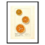 Orange as a vintage illustration and poster from Historly – with white border without title