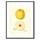 Äpple som vintageillustration och poster från Historly – med vit kant utan titel
