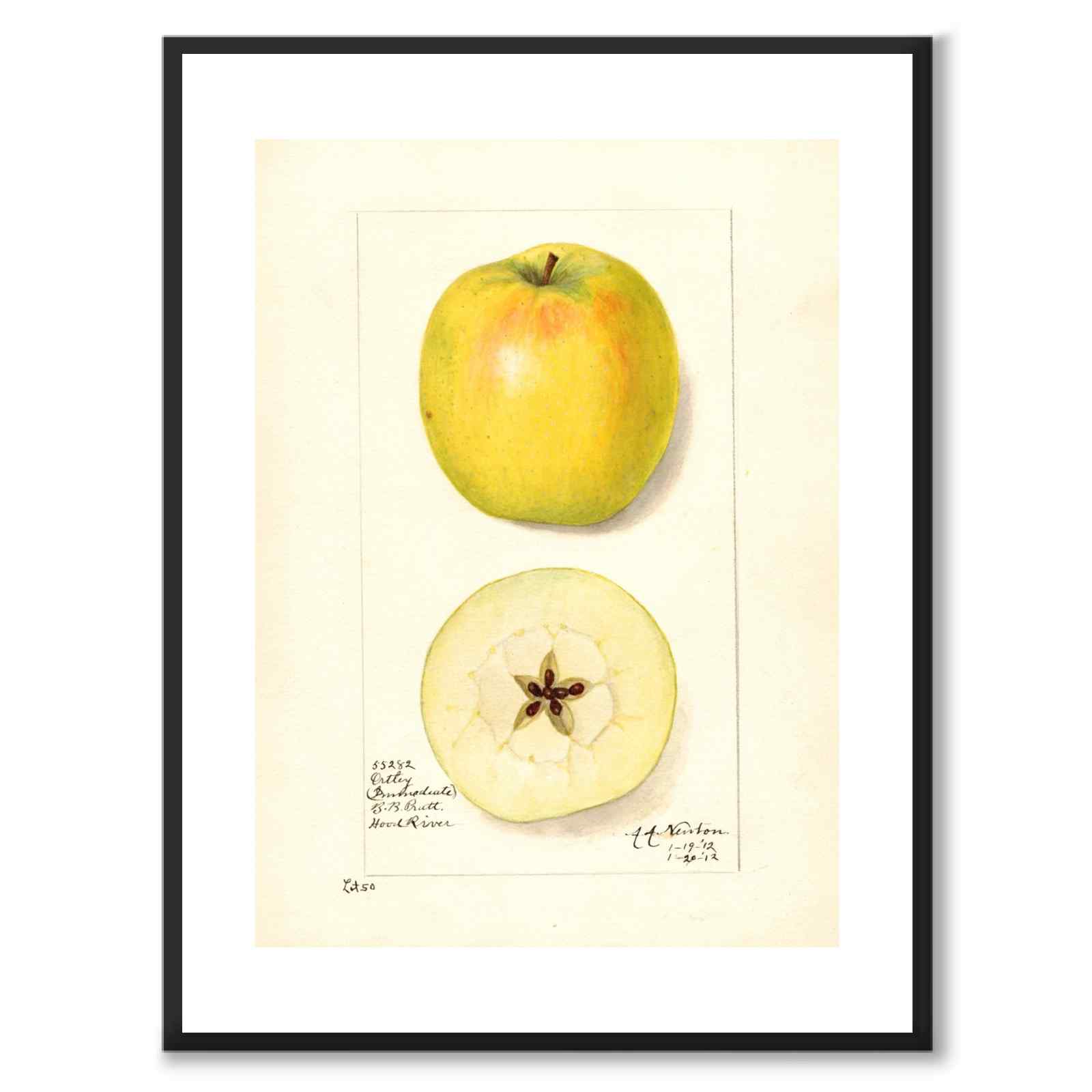 Äpple som vintageillustration och poster från Historly – med vit kant utan titel