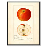 Äpple som vintageillustration och poster från Historly – helbild utan vit kant