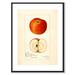 Äpple som vintageillustration och poster från Historly – med vit kant utan titel