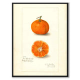 Mandarin som vintageillustration och poster från Historly – helbild utan vit kant