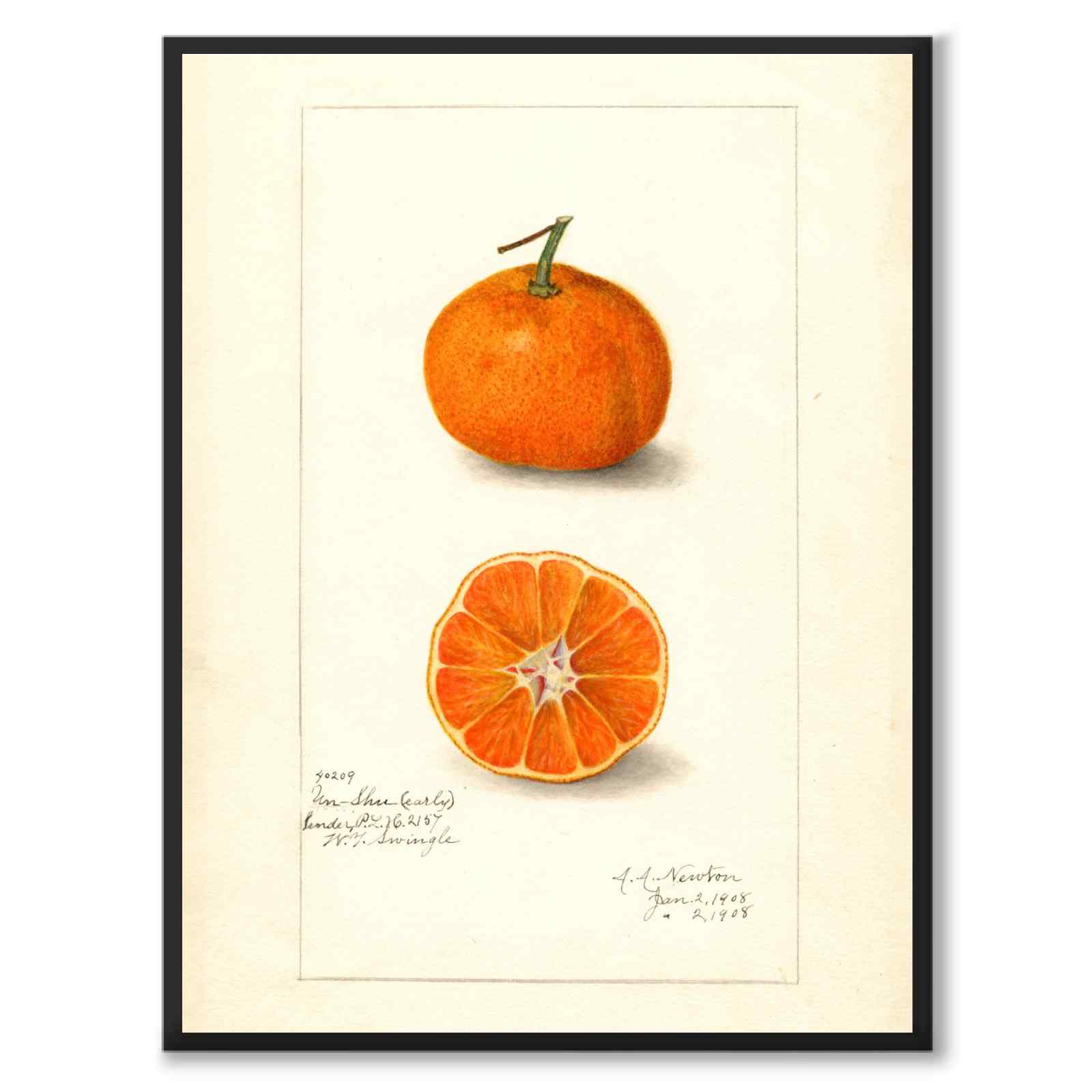 Mandarin som vintageillustration och poster från Historly – helbild utan vit kant