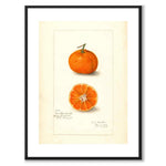 Mandarin som vintageillustration och poster från Historly – med vit kant utan titel