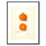 Mandarin som vintageillustration och poster från Historly – med vit kant utan titel