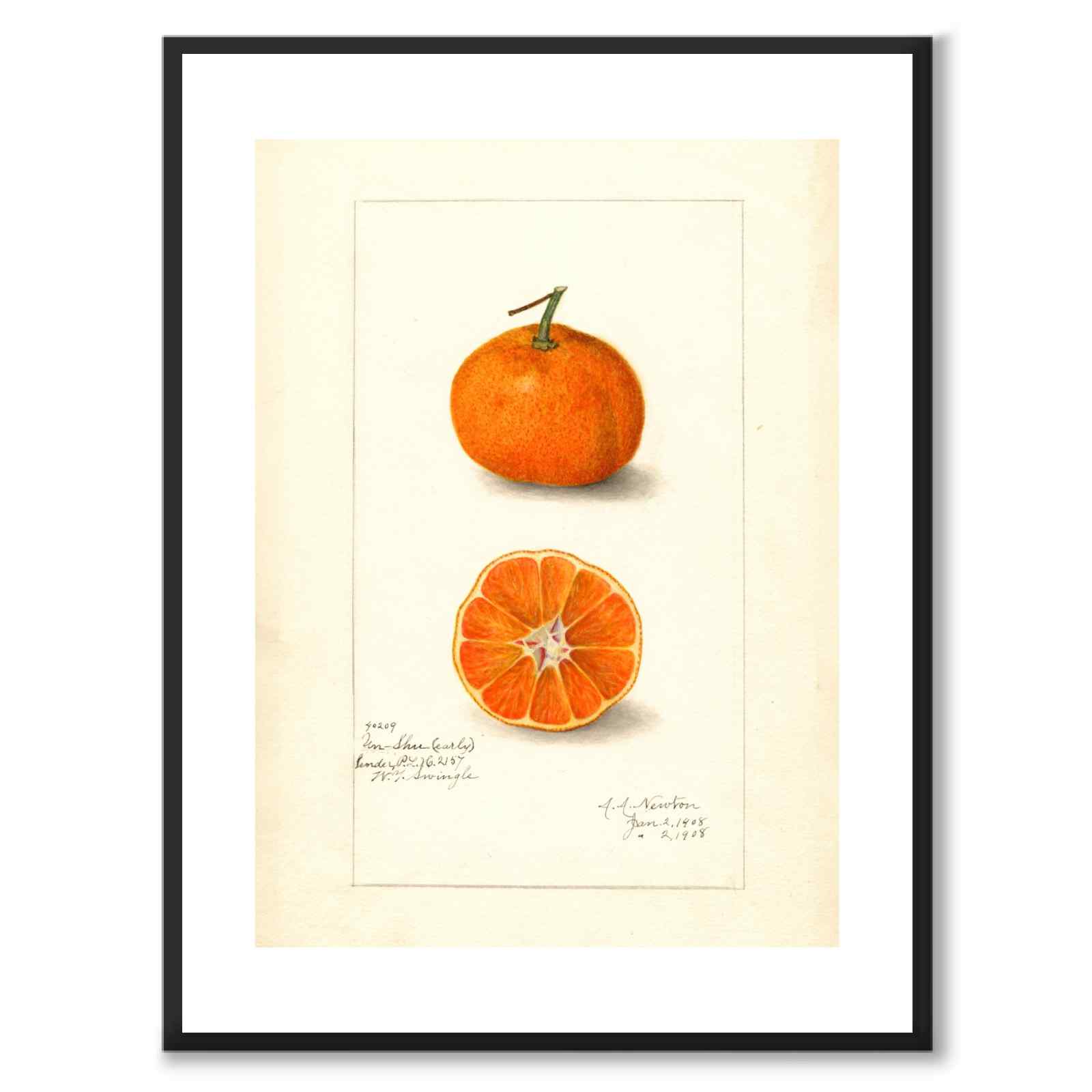 Mandarin som vintageillustration och poster från Historly – med vit kant utan titel