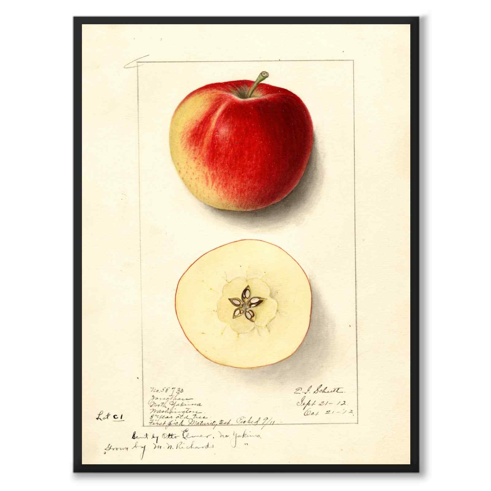 Äpple som vintageillustration och poster från Historly – helbild utan vit kant