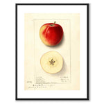 Äpple som vintageillustration och poster från Historly – med vit kant utan titel