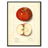 Äpple som vintageillustration och poster från Historly – helbild utan vit kant