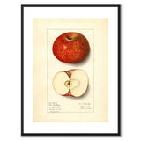 Äpple som vintageillustration och poster från Historly – med vit kant utan titel